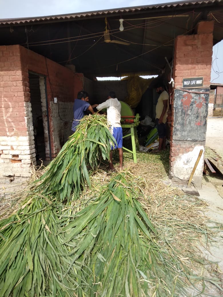 Cows in PFA's care, from the Gau Seva campaign