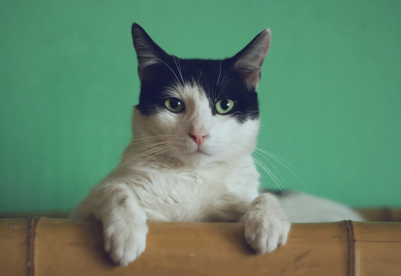 A black and white cat with green eyes, its paws over a bamboo rail