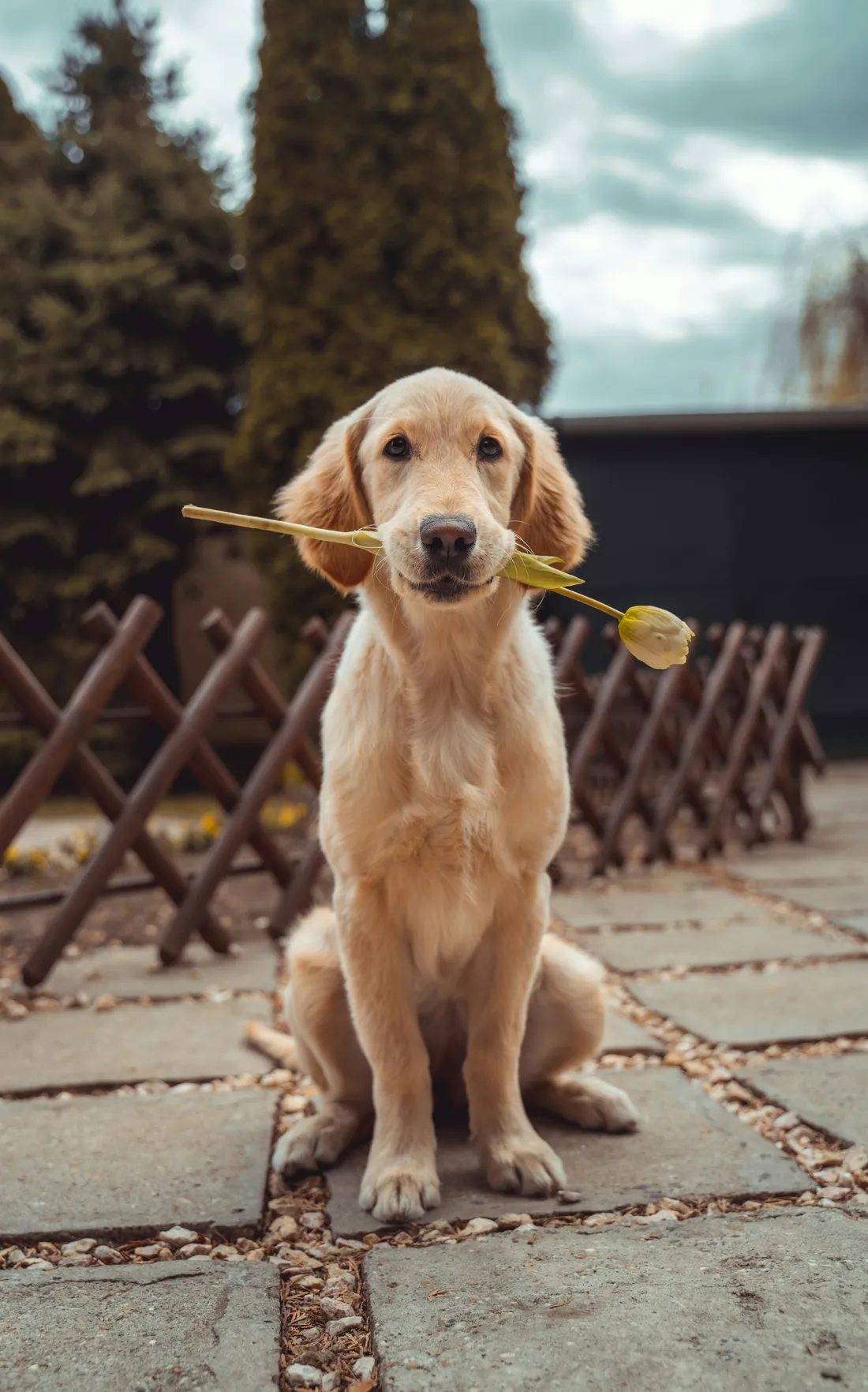 A golden puppy sitting on a garden path with a flower in its mouth