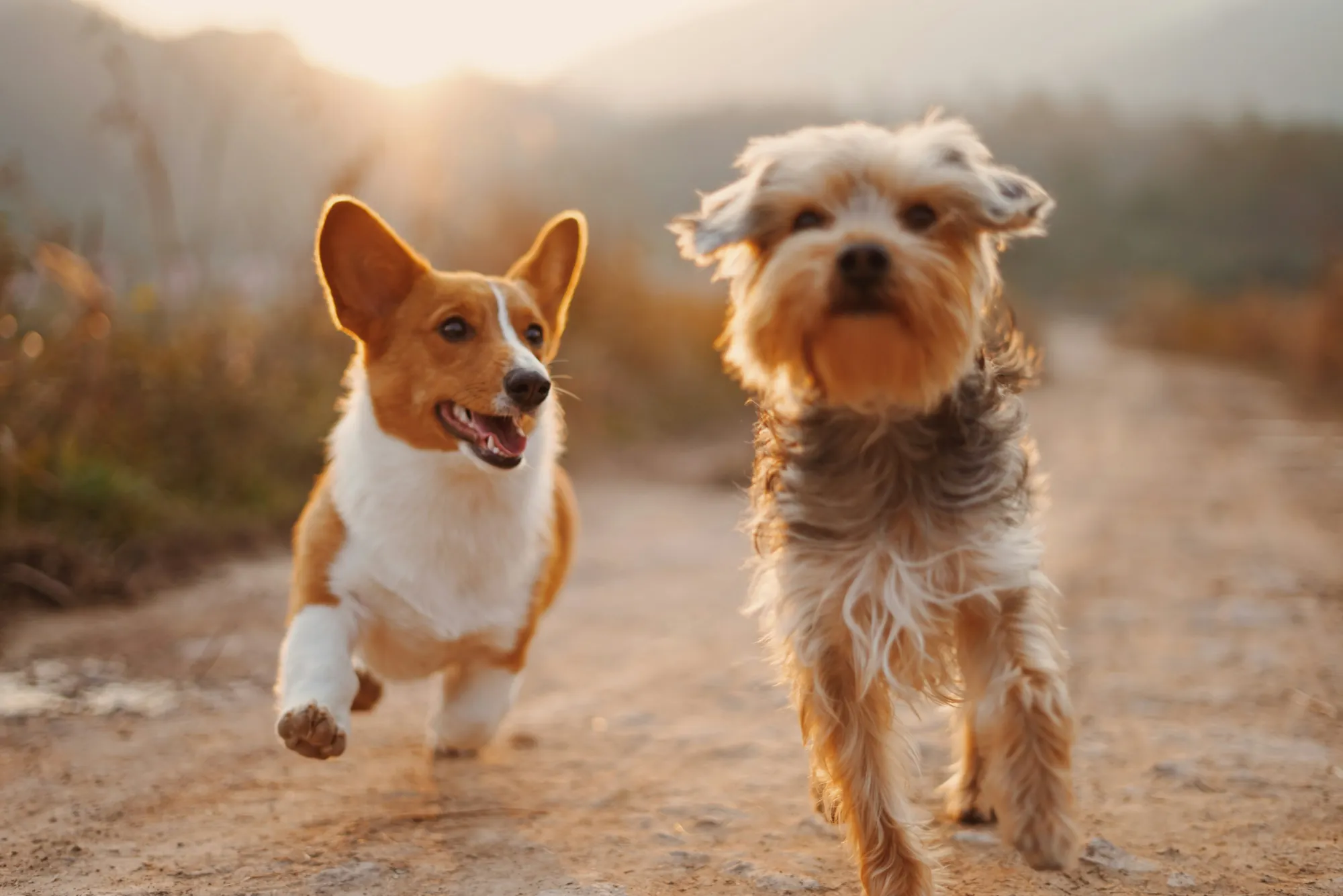 Two small dogs running together down a sunlit country path