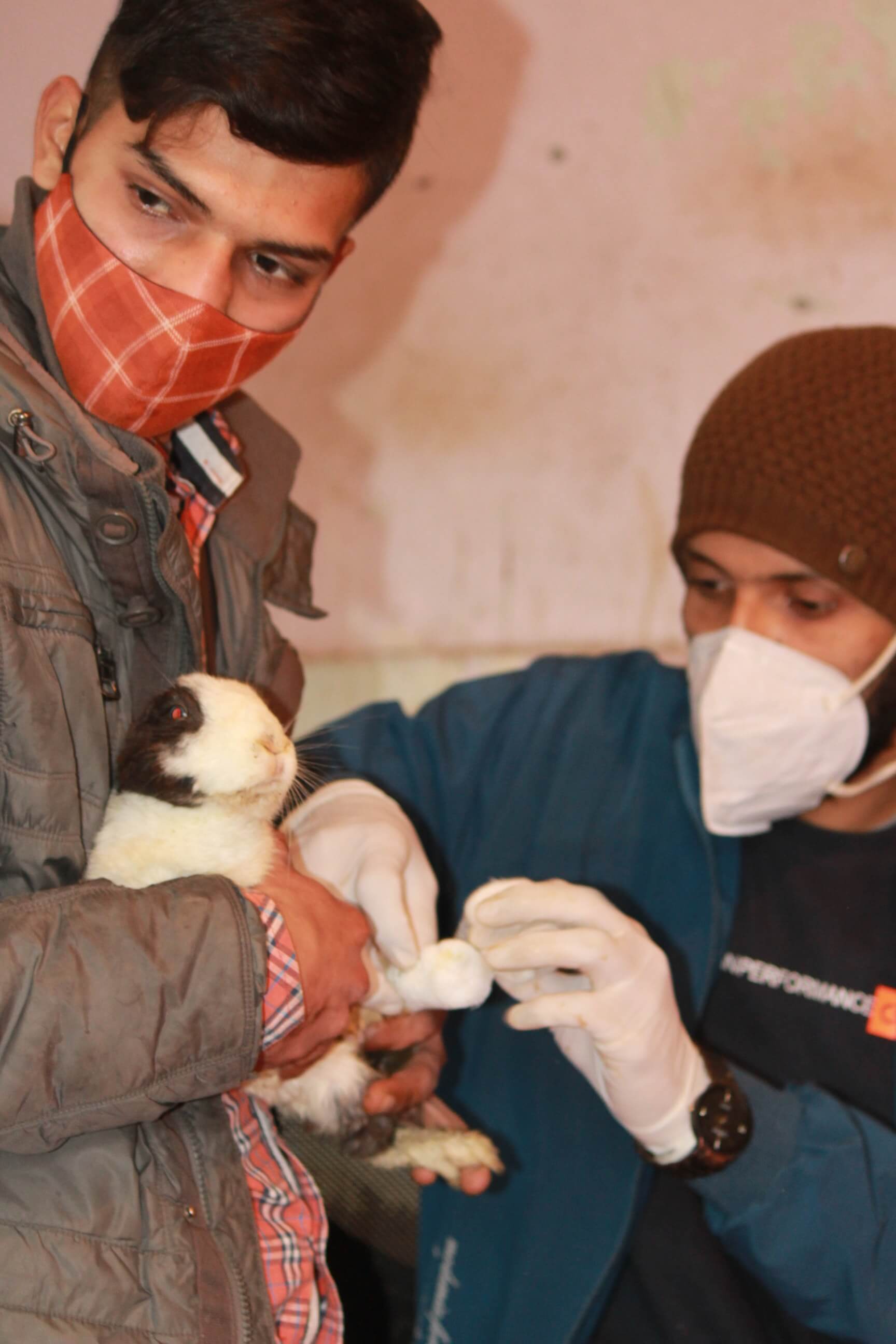 A rescued animal receiving care